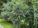 Lush blueberry bushes provide fresh produce on the property at 2736 Whisper Trl, Douglasville, GA 30135