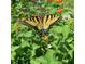 Vibrant butterfly in the garden amongst colorful flowers at 2736 Whisper Trl, Douglasville, GA 30135