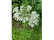 Close up of white flowering plant with lush green foliage at 2736 Whisper Trl, Douglasville, GA 30135
