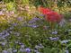 Lush garden with various flowers and verdant foliage at 2736 Whisper Trl, Douglasville, GA 30135