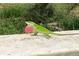 Green lizard featuring a pink throat and a natural background at 2736 Whisper Trl, Douglasville, GA 30135