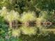 Lush greenery reflecting beautifully in the calm waters of a serene pond at 2736 Whisper Trl, Douglasville, GA 30135