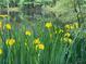 Scenic pond view featuring vibrant yellow iris flowers in the foreground and trees reflecting on water at 2736 Whisper Trl, Douglasville, GA 30135