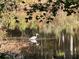 Scenic view of a heron standing in a pond, surrounded by trees at 2736 Whisper Trl, Douglasville, GA 30135