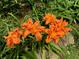Yard featuring bright orange daylily flowers in full bloom with vibrant petals surrounded by fresh foliage at 2736 Whisper Trl, Douglasville, GA 30135
