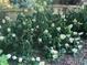 Landscaped yard showcasing a bountiful oakleaf hydrangea bush with full white flowers and lush green leaves at 2736 Whisper Trl, Douglasville, GA 30135