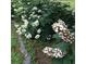 Picturesque yard displaying a flourishing oakleaf hydrangea bush with abundant white and pink blossoms at 2736 Whisper Trl, Douglasville, GA 30135