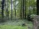 Overgrown backyard with a mature tree line providing the property with additional privacy at 372 Nalley Dr, Stone Mountain, GA 30087