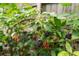 Close-up of a vibrant blackberry bush laden with ripe and unripe berries, surrounded by lush green leaves at 2864 Wyndcliff Ct, Marietta, GA 30066