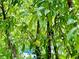 Lush fruit tree with vibrant green leaves and a ripening fruit at 1937 Don Juan Ln, Decatur, GA 30032