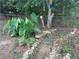 Backyard featuring lush greenery, Elephant Ear plants, stone accents, and a birdhouse by a mature tree at 1250 Timber Walk Dr, Loganville, GA 30052