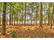 Picturesque lake view through towering trees showcasing the property's natural setting at 504 Telfair Park, Peachtree City, GA 30269