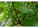 Close-up of a healthy fig tree with ripe and unripe fruit among lush green leaves, ready for harvest at 878 Treadstone Overlook, Suwanee, GA 30024