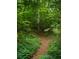Winding path through a vibrant green forest with a variety of plants and trees creating a serene environment at 11255 Knollwood Bnd, Johns Creek, GA 30097