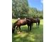 Picturesque pasture views with horses grazing in a lush green field surrounded by mature trees at 2839 Orion Dr, Decatur, GA 30033