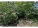 A small stream flows through a wooded area in the backyard with dense foliage along the banks at 119 Walker Nw Rd, Cartersville, GA 30121