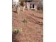 A charming hill with growing daffodils and fresh pine straw at 435 Old Holly Rd, Milton, GA 30075