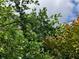 Lush blueberry bushes laden with ripe, dark-blue fruit, promising a bountiful harvest at 435 Old Holly Rd, Milton, GA 30075