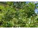 The property features an abundance of blueberries at 435 Old Holly Rd, Milton, GA 30075