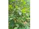 Healthy blueberry bush featuring clusters of unripe, green berries and vibrant green leaves at 435 Old Holly Rd, Milton, GA 30075