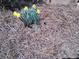 Close up shot of charming yellow daffodils growing in pine straw at 435 Old Holly Rd, Milton, GA 30075
