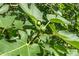 Image shows green ripening figs on a fig tree with large lush green leaves at 435 Old Holly Rd, Milton, GA 30075