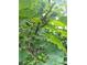 Lush fig tree branches laden with ripening green figs and large, verdant leaves at 435 Old Holly Rd, Milton, GA 30075