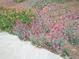 Vibrant flower bed showcasing a variety of colorful blooms and lush greenery at 435 Old Holly Rd, Milton, GA 30075