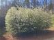 A large, full flowering bush covered in delicate white blossoms, adding charm to the landscape at 435 Old Holly Rd, Milton, GA 30075