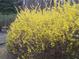A bright yellow forsythia bush in full bloom, adding a splash of color to the landscape at 435 Old Holly Rd, Milton, GA 30075