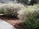 Charming flowering bushes lining a yard, accented by a mulch bed and a sidewalk at 435 Old Holly Rd, Milton, GA 30075