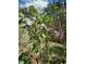 Beautiful blooming lilac bush growing near a wooded area at 435 Old Holly Rd, Milton, GA 30075