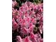 The vibrant pink flowers add a splash of color and natural beauty to the landscape at 435 Old Holly Rd, Milton, GA 30075
