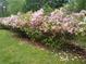 Beautifully landscaped yard featuring vibrant azalea bushes, adding color and charm to the property at 435 Old Holly Rd, Milton, GA 30075