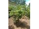 Green shrub with well-trimmed landscaping, providing a lush and inviting outdoor atmosphere at 435 Old Holly Rd, Milton, GA 30075