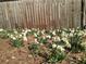 Lots of white daffodils bloom in front of a wooden fence at 435 Old Holly Rd, Milton, GA 30075