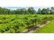 Lush vineyard with rows of grapevines, showcasing the winery's agricultural beauty at 104 Crooked Lake Park, Villa Rica, GA 30180