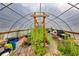 Inside the greenhouse, thriving greenery grows in the natural sunlight with tables, planters, and metal framework visible at 220 Gamble Dr, Carrollton, GA 30116
