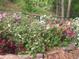 Beautiful garden with mature shrubs and blooming azaleas in pink, red, and white at 2368 Glynn Se Dr, Atlanta, GA 30316