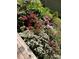 Beautiful landscaping with a variety of azalea colors at 2368 Glynn Se Dr, Atlanta, GA 30316
