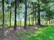 Idyllic backyard featuring mature trees, a sunny meadow, and a rustic wooden fence at 413 Old Brock Rd, Rockmart, GA 30153