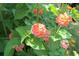 Close up of lantana flower in vibrant orange and pink tones, lush green leaves, sunny at 5714 Pickens Garden Ln, Powder Springs, GA 30127
