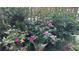 Close up shot of garden with colorful foliage and flowering bushes at 8436 Magnolia Dr, Jonesboro, GA 30238