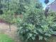 Backyard featuring lush greenery with garden and fruit trees at 2481 Southhaven Ln, Buford, GA 30519