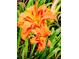 Close-up of a bright orange daylily, highlighting textured petals adorned with glistening water droplets at 3370 Battlement Cir, Loganville, GA 30052