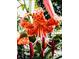 Vibrant orange lily with distinctive black spots, showcasing intricate petal details and contrasting stamen colors at 3370 Battlement Cir, Loganville, GA 30052