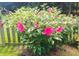 Pink hibiscus bush thriving along a wooden fence, adding a splash of color to the green lawn at 3370 Battlement Cir, Loganville, GA 30052