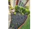 Well-maintained garden with decorative plants and flowers near the house with red shutters at 1447 Evanston, Marietta, GA 30062