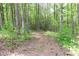 Wooded path through a lush, green forest offering a tranquil and private setting at 349 Harris Loop, Dallas, GA 30157