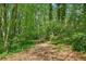 A tranquil, sun-dappled walking trail leads through a lush, wooded area for quiet enjoyment and outdoor recreation at 171 Riverview Trl, Roswell, GA 30075